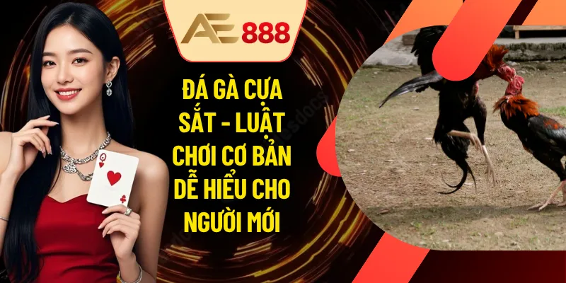 Đá Gà Cựa Sắt - Luật Chơi Cơ Bản Dễ Hiểu Cho Người Mới