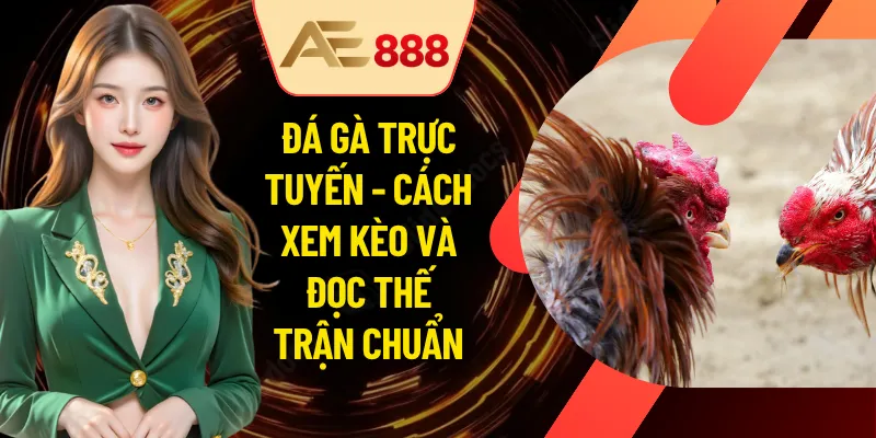 Đá Gà Trực Tuyến - Cách Xem Kèo Và Đọc Thế Trận Chuẩn