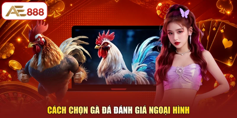 Cách chọn gà đá đánh giá ngoại hình