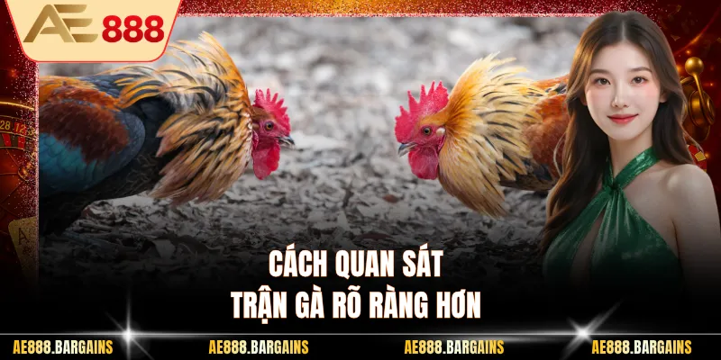 Cách quan sát trận gà rõ ràng hơn