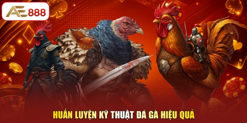 Huấn luyện kỹ thuật đá gà hiệu quả