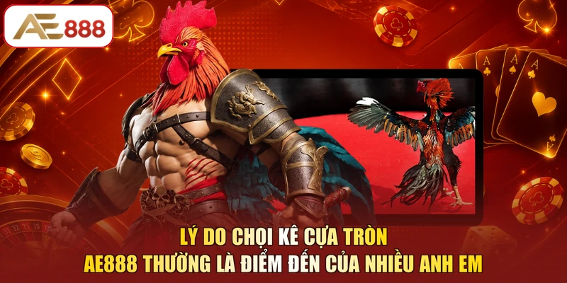 Lý do chọi kê cựa tròn AE888 thường là điểm đến của nhiều anh em