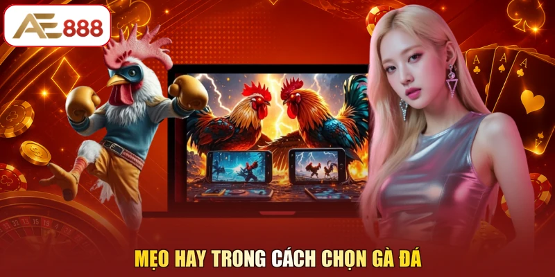 Mẹo hay trong cách chọn gà đá